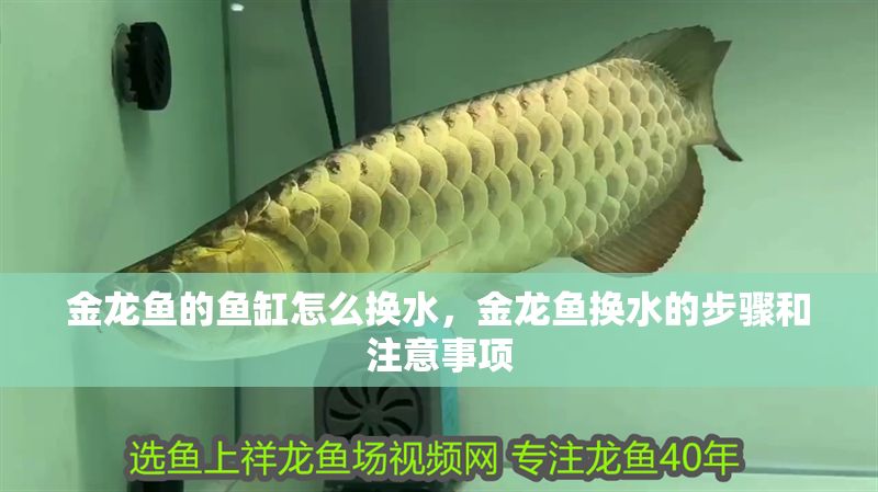 金龍魚(yú)的魚(yú)缸怎么換水，金龍魚(yú)換水的步驟和注意事項(xiàng)