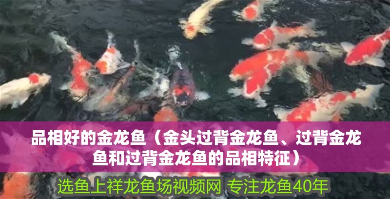 品相好的金龍魚（金頭過背金龍魚、過背金龍魚和過背金龍魚的品相特征）