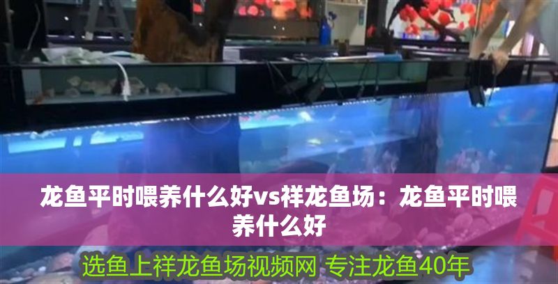 龍魚平時喂養什么好vs祥龍魚場：龍魚平時喂養什么好 龍魚平時喂養什么好vs祥龍魚場：龍魚平時喂養什么好 vs祥龍魚場 第2張