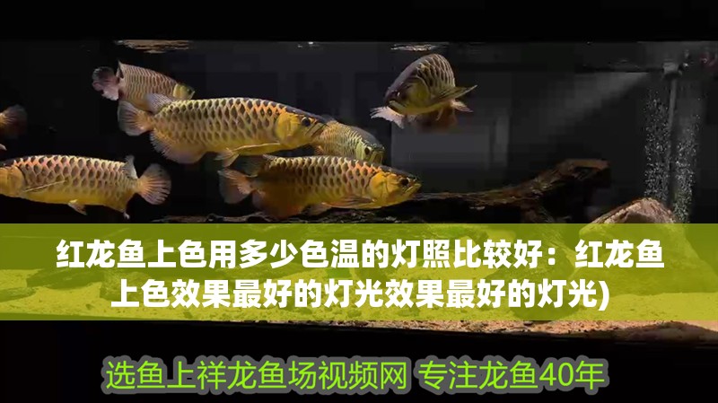 紅龍魚上色用多少色溫的燈照比較好：紅龍魚上色效果最好的燈光效果最好的燈光)