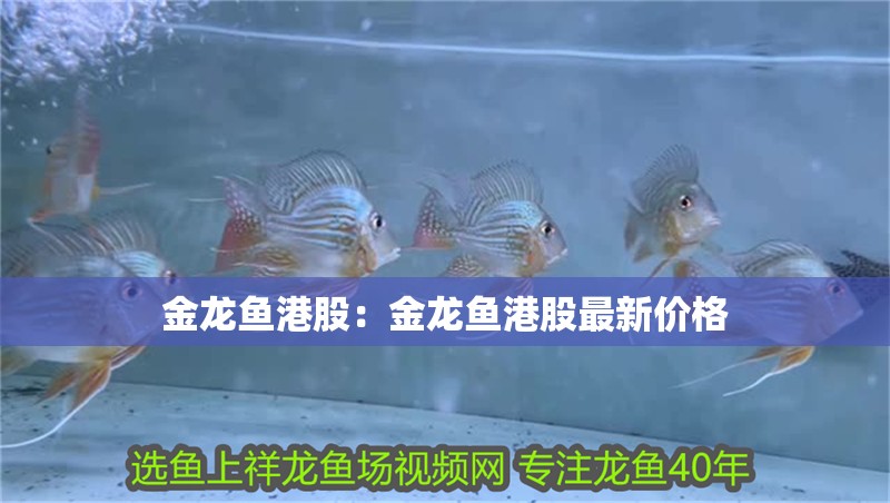 金龍魚港股：金龍魚港股最新價(jià)格