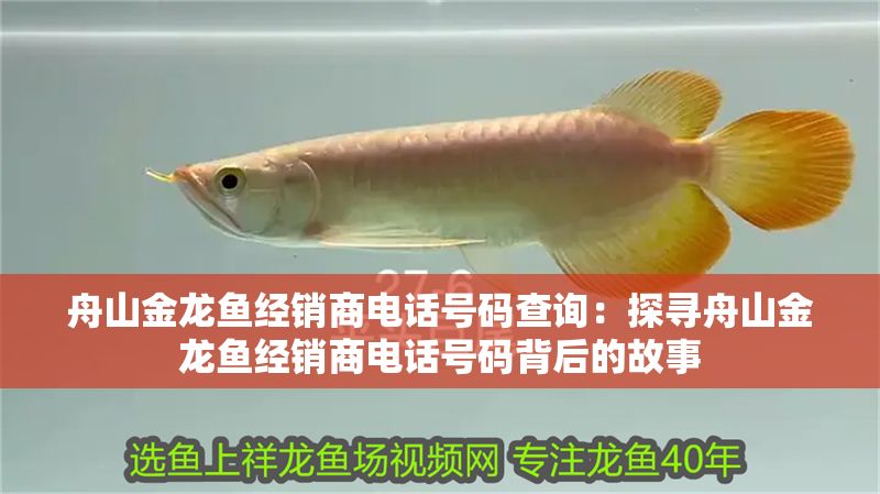 舟山金龍魚經(jīng)銷商電話號碼查詢：探尋舟山金龍魚經(jīng)銷商電話號碼背后的故事