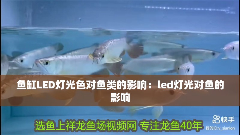 鸚鵡魚和銀龍魚混養(yǎng)怎樣喂食 魚缸LED燈光色對魚類的影響:led燈光對魚的影響 魚缸百科 魚缸LED燈光色對魚類的影響:led燈光對魚的影響 魚缸LED燈光色對魚類的影響:led燈光對魚的影響 魚缸百科