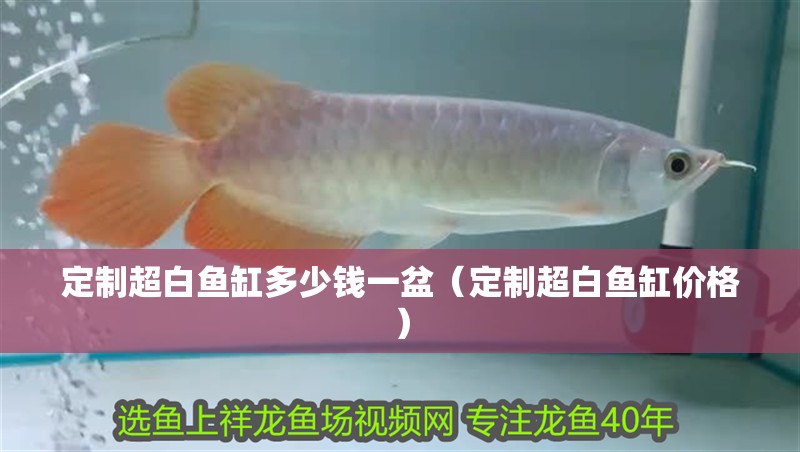 定制超白魚缸多少錢一盆（定制超白魚缸價(jià)格）