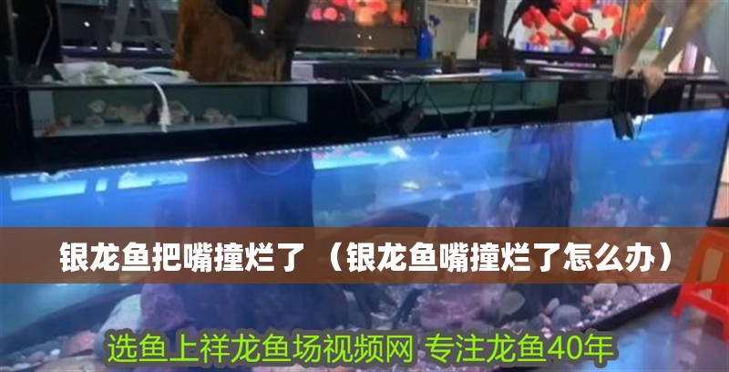 銀龍魚把嘴撞爛了 （銀龍魚嘴撞爛了怎么辦）