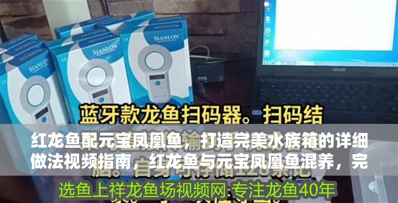 紅龍魚配元寶鳳凰魚，打造完美水族箱的詳細做法視頻指南，紅龍魚與元寶鳳凰魚混養，完美水族箱打造全攻略