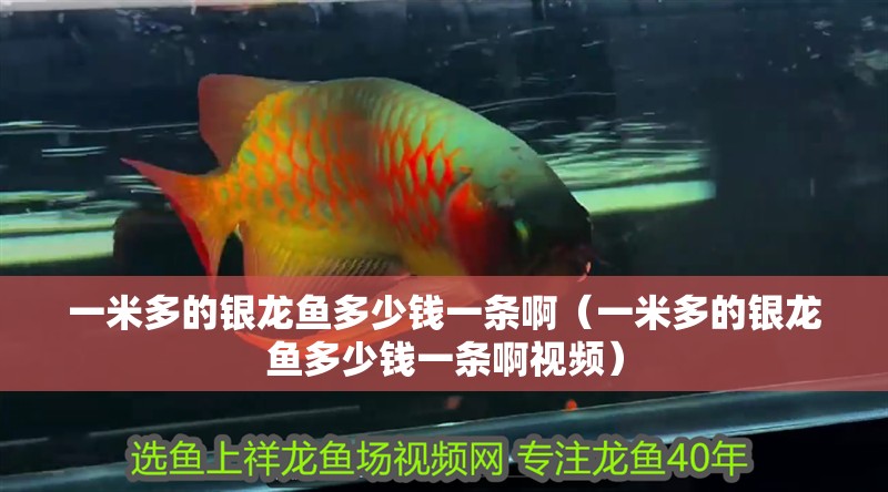 一米多的銀龍魚多少錢一條?。ㄒ幻锥嗟你y龍魚多少錢一條啊視頻）
