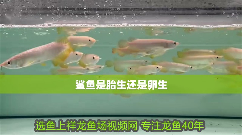 鯊魚是胎生還是卵生