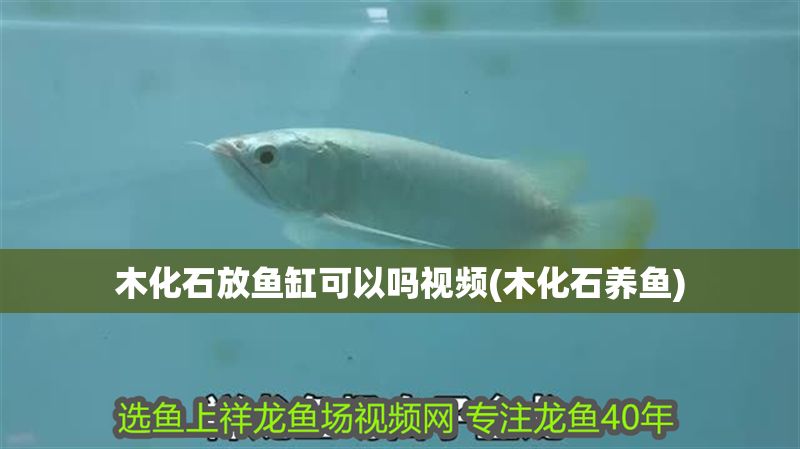 木化石放魚缸可以嗎視頻(木化石養魚)