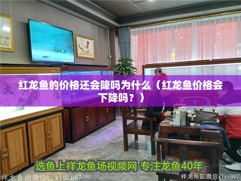 紅龍魚的價格還會降嗎為什么（紅龍魚價格會下降嗎？）
