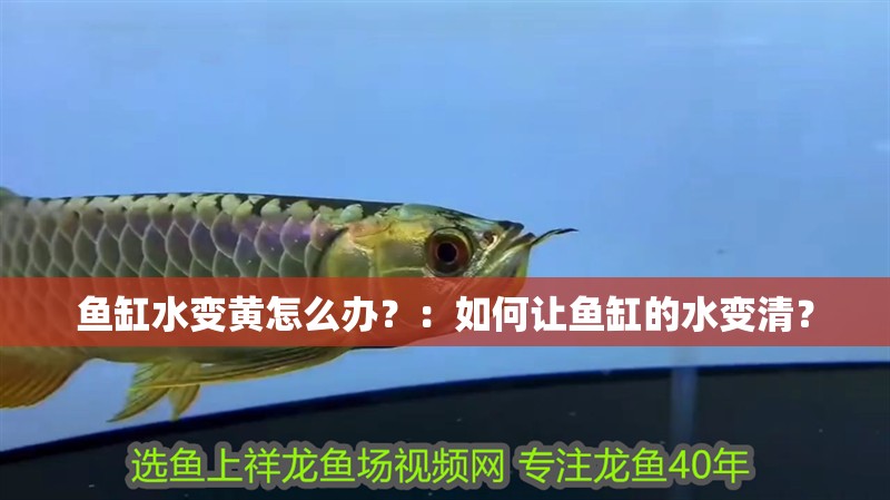 魚缸水變黃怎么辦？：如何讓魚缸的水變清？