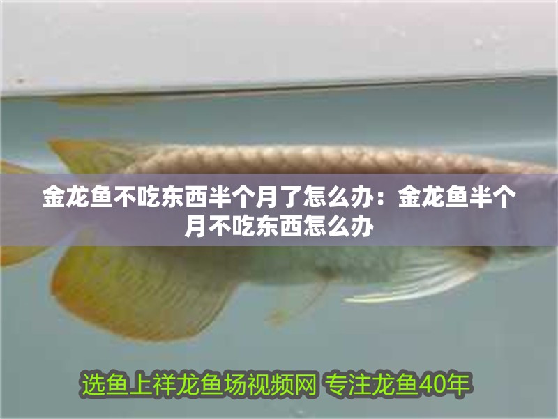 金龍魚不吃東西半個月了怎么辦：金龍魚半個月不吃東西怎么辦