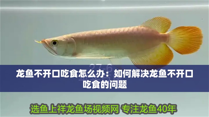 龍魚不開口吃食怎么辦：如何解決龍魚不開口吃食的問題