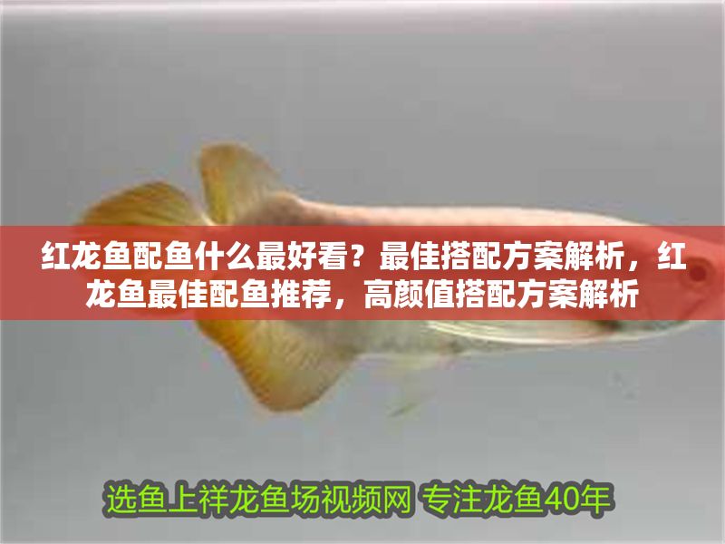 紅龍魚配魚什么最好看？最佳搭配方案解析，紅龍魚最佳配魚推薦，高顏值搭配方案解析 紅龍魚配魚什么最好看？最佳搭配方案解析，紅龍魚最佳配魚推薦，高顏值搭配方案解析 龍魚百科 第1張