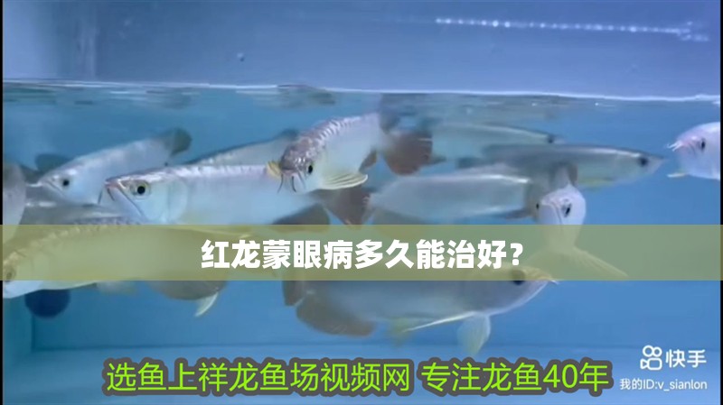 紅龍蒙眼病多久能治好？