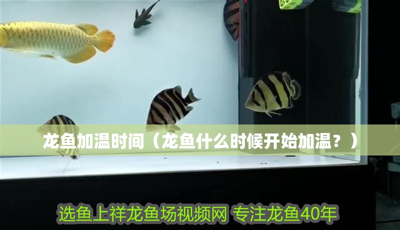 龍魚加溫時間（龍魚什么時候開始加溫？）