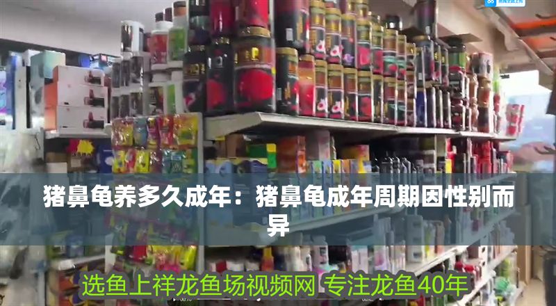 豬鼻龜養多久成年：豬鼻龜成年周期因性別而異