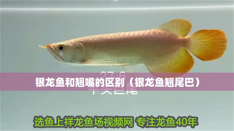 銀龍魚和翹嘴的區別（銀龍魚翹尾巴）