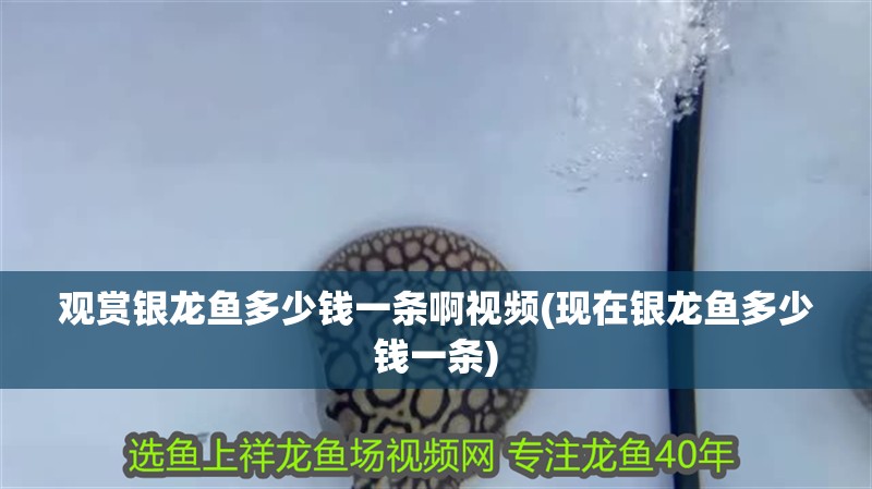 觀賞銀龍魚多少錢一條啊視頻(現在銀龍魚多少錢一條)