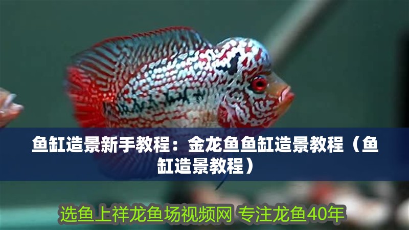 魚缸造景新手教程：金龍魚魚缸造景教程（魚缸造景教程）