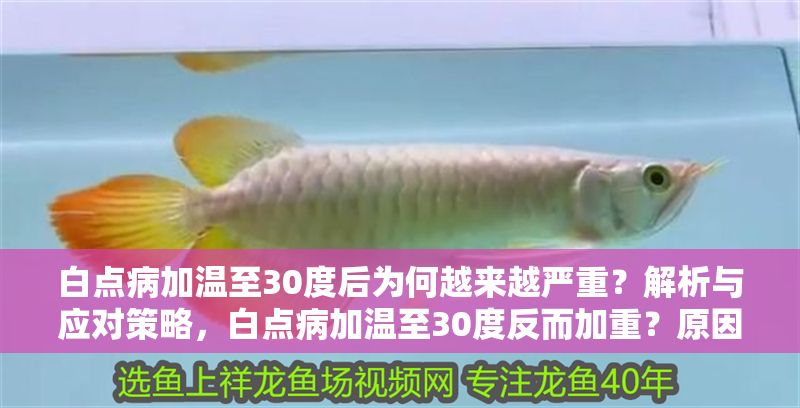 白點病加溫至30度后為何越來越嚴重？解析與應對策略，白點病加溫至30度反而加重？原因解析與有效應對方案