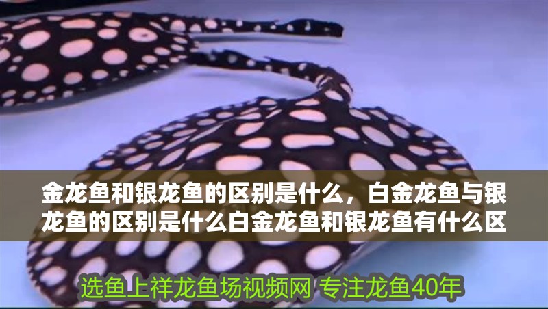 金龍魚和銀龍魚的區別是什么，白金龍魚與銀龍魚的區別是什么白金龍魚和銀龍魚有什么區別