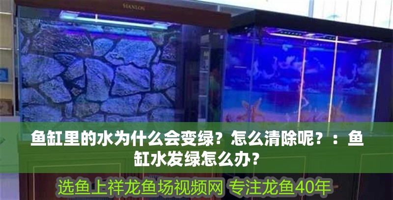 魚缸里的水為什么會變綠？怎么清除呢？：魚缸水發(fā)綠怎么辦？