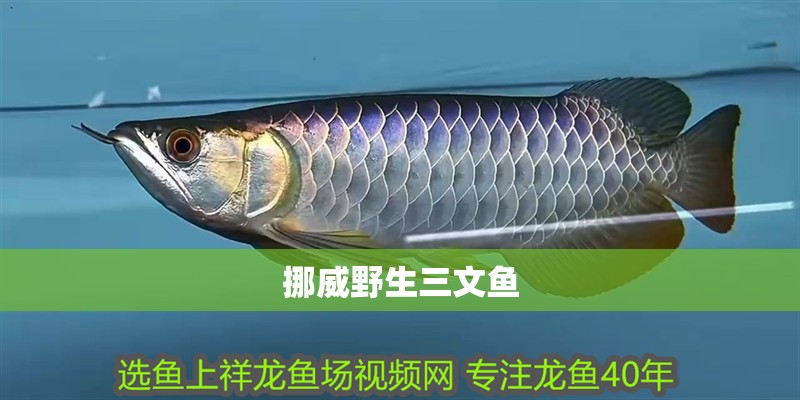 挪威野生三文魚
