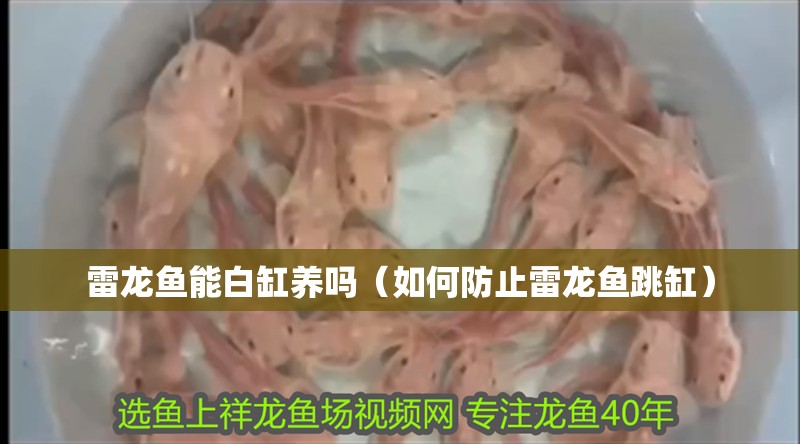 雷龍魚能白缸養嗎（如何防止雷龍魚跳缸）