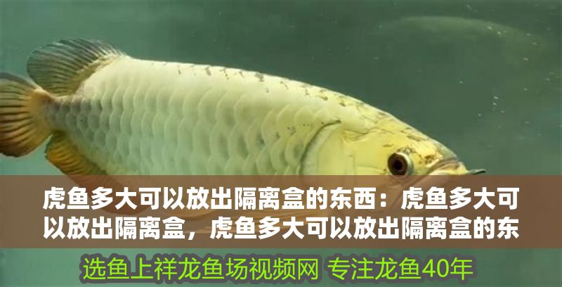 虎魚多大可以放出隔離盒的東西：虎魚多大可以放出隔離盒，虎魚多大可以放出隔離盒的東西