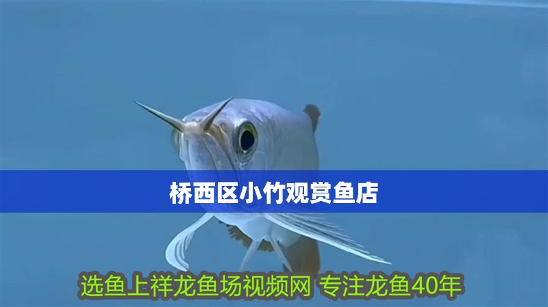 橋西區(qū)小竹觀賞魚(yú)店
