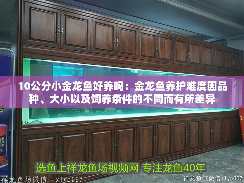 10公分小金龍魚好養(yǎng)嗎：金龍魚養(yǎng)護(hù)難度因品種、大小以及飼養(yǎng)條件的不同而有所差異