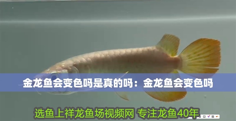 金龍魚會變色嗎是真的嗎：金龍魚會變色嗎