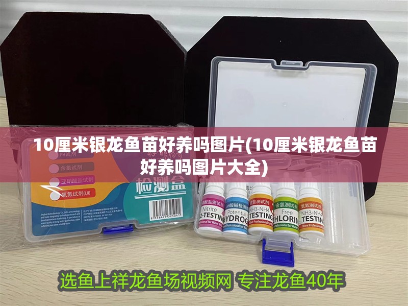 10厘米銀龍魚苗好養嗎圖片(10厘米銀龍魚苗好養嗎圖片大全)