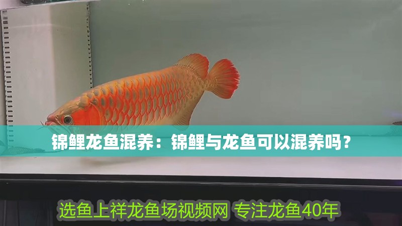 錦鯉龍魚混養：錦鯉與龍魚可以混養嗎？