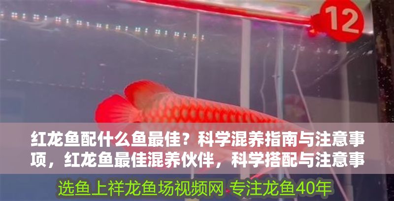 紅龍魚(yú)配什么魚(yú)最佳？科學(xué)混養(yǎng)指南與注意事項(xiàng)，紅龍魚(yú)最佳混養(yǎng)伙伴，科學(xué)搭配與注意事項(xiàng)全解析