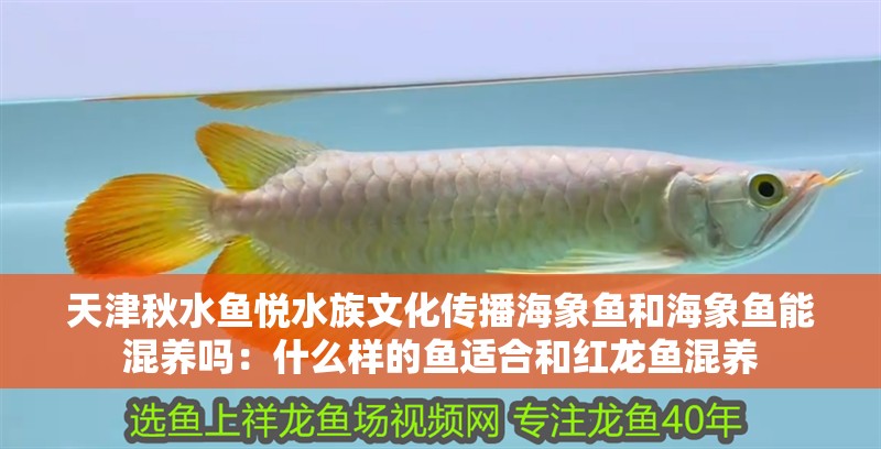 天津秋水魚悅水族文化傳播海象魚和海象魚能混養(yǎng)嗎：什么樣的魚適合和紅龍魚混養(yǎng)