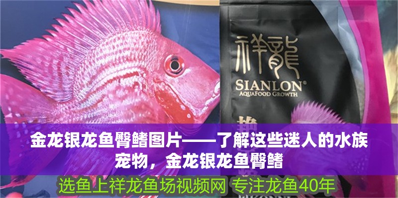 金龍銀龍魚臀鰭圖片——了解這些迷人的水族寵物，金龍銀龍魚臀鰭