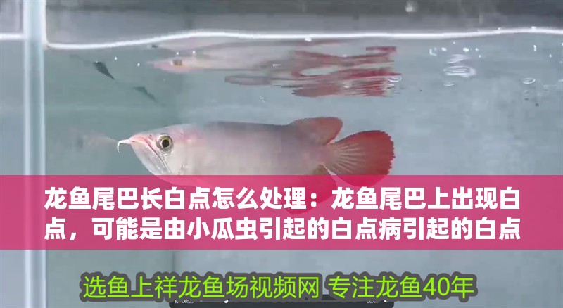 龍魚尾巴長白點怎么處理：龍魚尾巴上出現白點，可能是由小瓜蟲引起的白點病引起的白點病