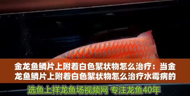金龍魚鱗片上附著白色絮狀物怎么治療：當金龍魚鱗片上附著白色絮狀物怎么治療水霉病的方法