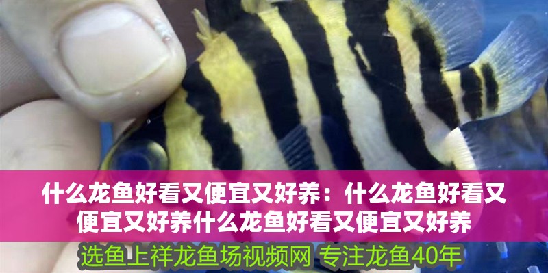 什么龍魚好看又便宜又好養(yǎng)：什么龍魚好看又便宜又好養(yǎng)什么龍魚好看又便宜又好養(yǎng)