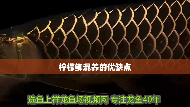 檸檬鯽混養(yǎng)的優(yōu)缺點(diǎn)