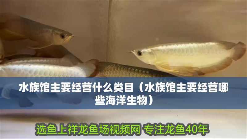 水族館主要經營什么類目（水族館主要經營哪些海洋生物）
