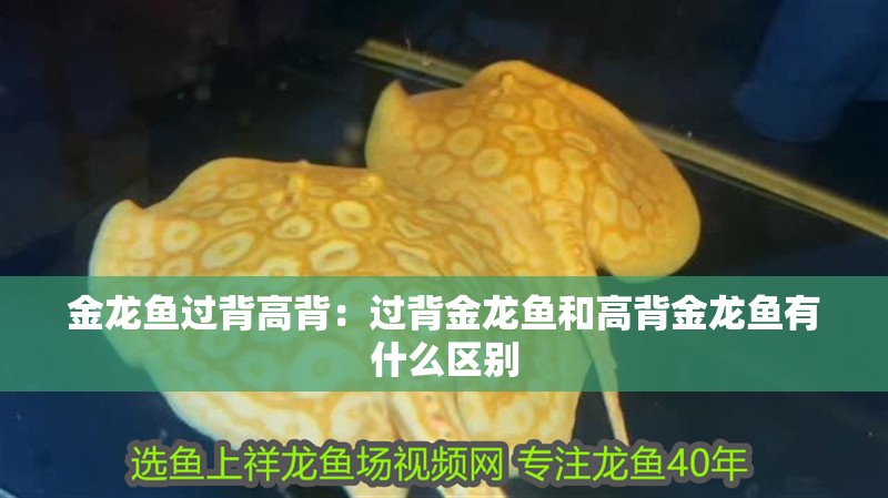 金龍魚過(guò)背高背：過(guò)背金龍魚和高背金龍魚有什么區(qū)別