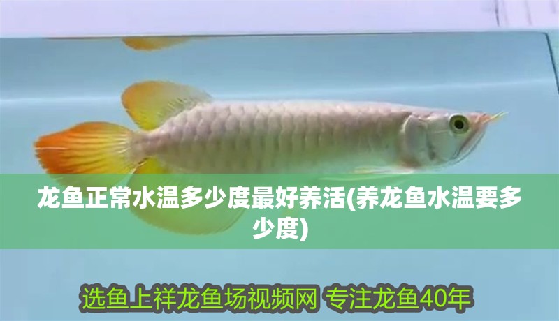 龍魚正常水溫多少度最好養活(養龍魚水溫要多少度)