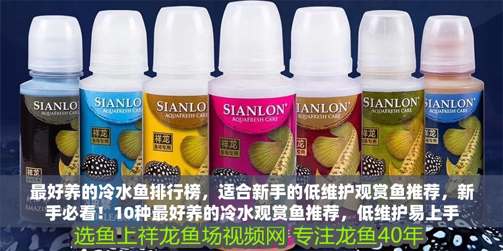 最好養的冷水魚排行榜，適合新手的低維護觀賞魚推薦，新手必看！10種最好養的冷水觀賞魚推薦，低維護易上手
