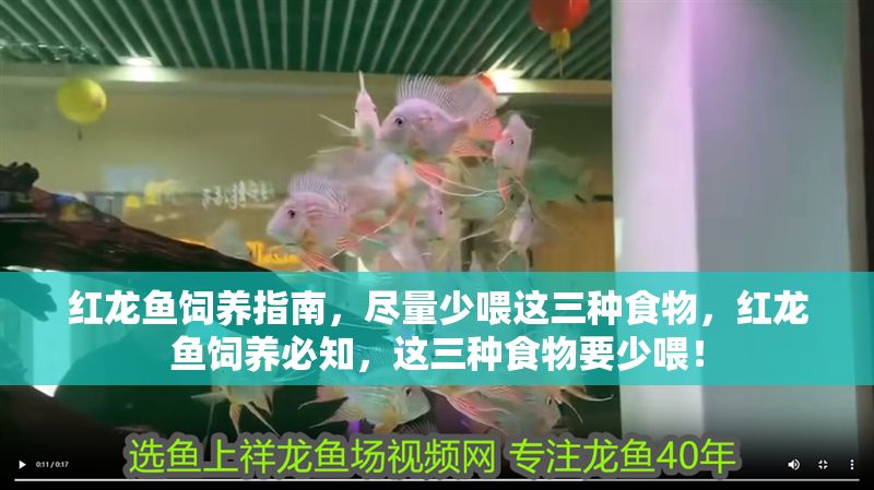 紅龍魚飼養指南，盡量少喂這三種食物，紅龍魚飼養必知，這三種食物要少喂！