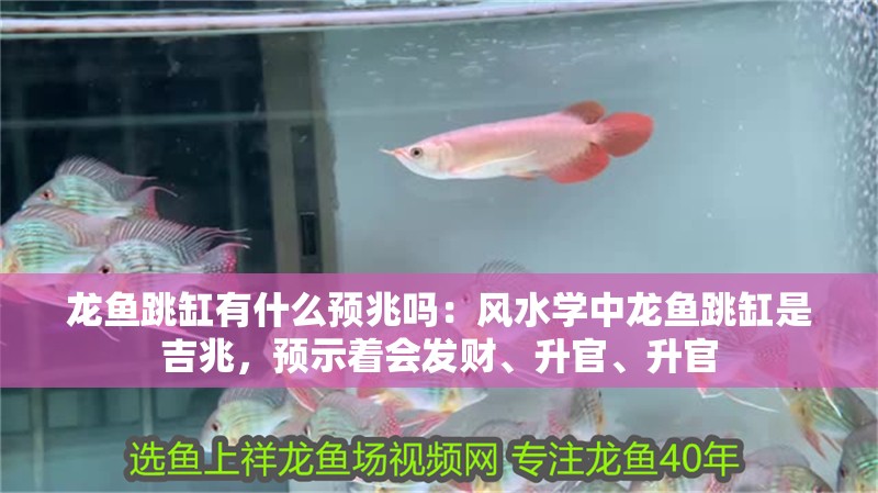 龍魚跳缸有什么預(yù)兆嗎：風(fēng)水學(xué)中龍魚跳缸是吉兆，預(yù)示著會發(fā)財、升官、升官