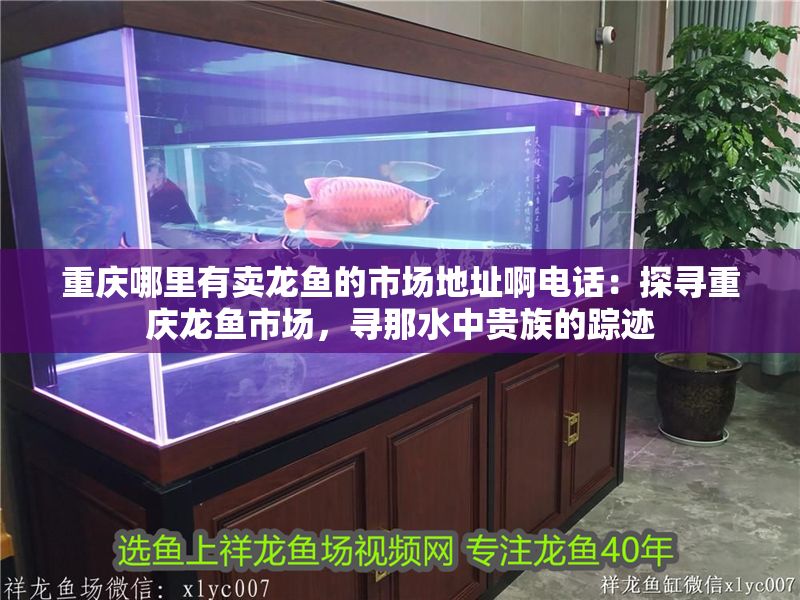 重慶哪里有賣龍魚的市場地址啊電話：探尋重慶龍魚市場，尋那水中貴族的蹤跡