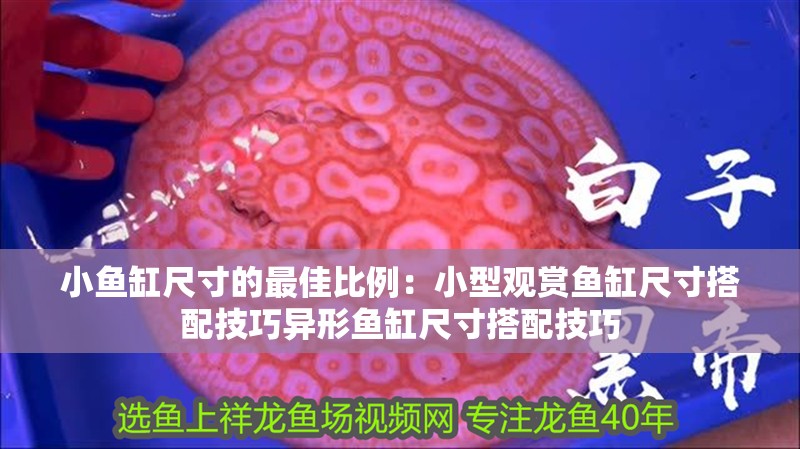 小魚缸尺寸的最佳比例：小型觀賞魚缸尺寸搭配技巧異形魚缸尺寸搭配技巧